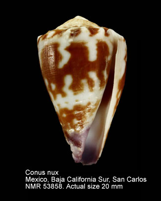 Conus nux.jpg - Conus nuxBroderip,1833